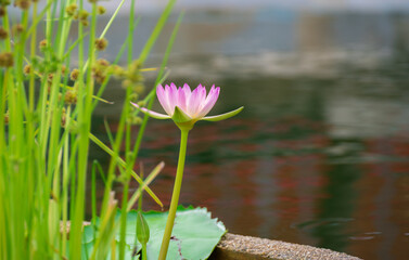 Pink Lotus flower and Lotus flower plants, beautiful lotus flower in blooming at sunset
