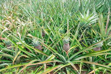 Pineapple plant field, Pineapple tropical fruit growing in garden