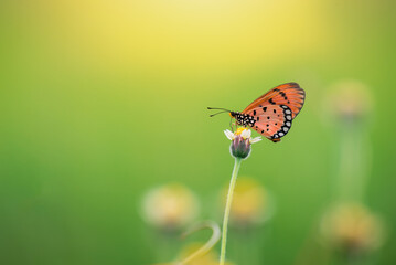 Butterfly on green grass field with flowers, A beautiful butterfly in a meadow in orange and green tones