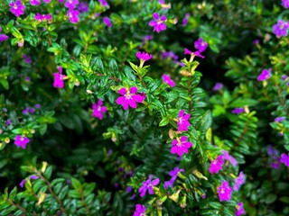 flowers in the garden