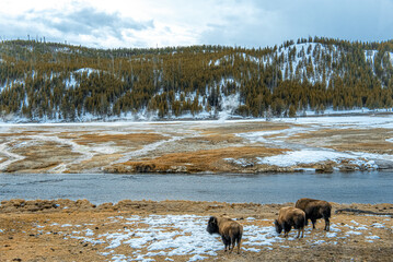 bisons by the warm flowing river with trees, geyser and mountains around