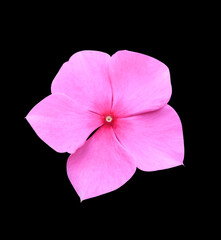 Madagascar periwinkle, Vinca,Old maid, Cayenne jasmine, Rose periwinkle flowers. Close up small pink flower isolated on black background.
