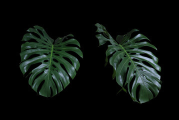 Monstera or Swiss Cheese Plant leaf. Collection of beautiful green leaf of monsterra tree isolated on black background.