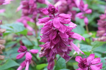 purple flowers in the garden