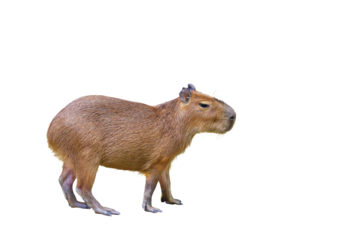 Capybara isolated on transparent background.	