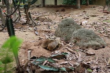 Obraz premium a group of lemur 