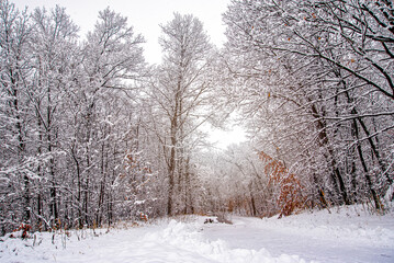 winter, snow fall, snowy path, trees coated with snow