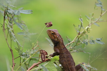 Changeable Lizard Oriental Garden Lizard