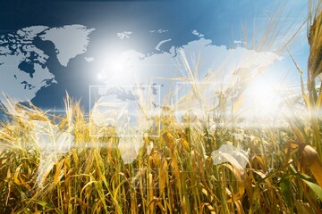 Beautiful big wheat field with sky