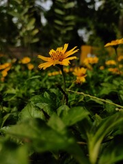 yellow flower in the road side