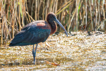 The glossy ibis, latin name Plegadis falcinellus, searching for food in the shallow lagoon.