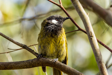 White-eared Honeyeater in Victoria Australia