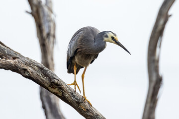White-faced Heron in Victoria Australia