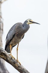 White-faced Heron in Victoria Australia