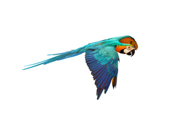 Colorful flying parrot isolated on transparent background.