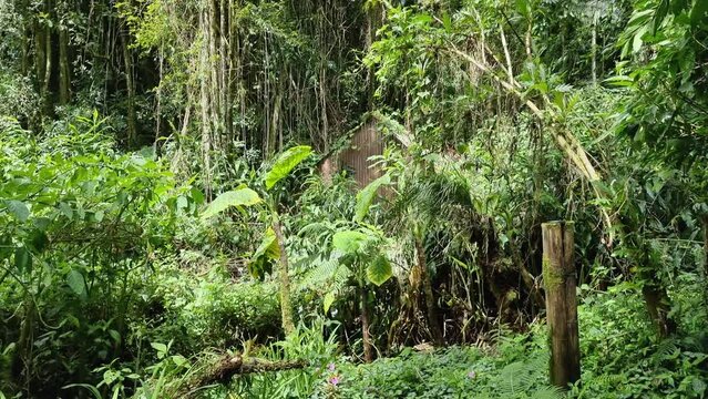 Costa Rica, hut in lush tropical jungle