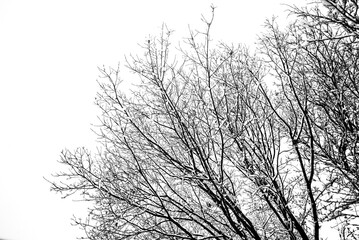 Snowy coated tree branches