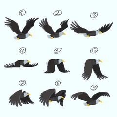 Eagle flight, animation, nine key frames. Flight of a bird of prey.