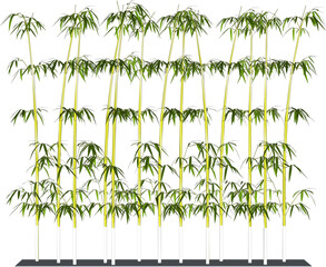 white background bamboo fence plant vector design