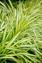 Background of Dracaena reflexa leaves