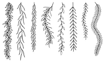 Leafs plants hand draw vector. Drawing beautiful creeper leaf, decorative set