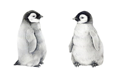 Baby penguin watercolor illustration set. Hand drawn realistic emperor penguin cute fluffy couple of nestlings. Aptenodytes forsteri Antarctica avian. Baby penguin set isolated on white background © anitapol