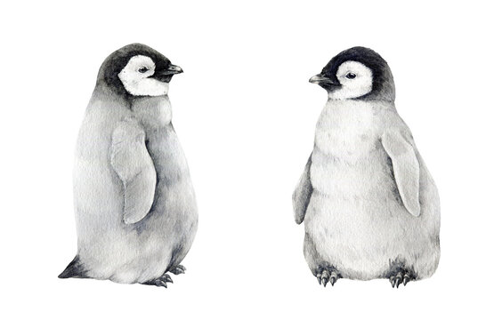 Baby penguin watercolor illustration set. Hand drawn realistic emperor penguin cute fluffy couple of nestlings. Aptenodytes forsteri Antarctica avian. Baby penguin set isolated on white background