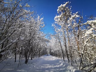 trees in the snow, Ottawa in winter, Canada