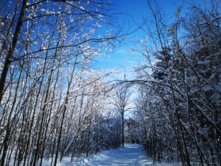 snow covered trees