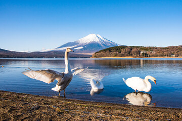 山中湖から白鳥と富士山