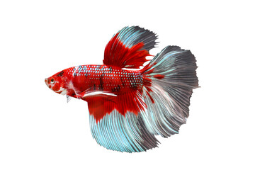 Betta fish, Siamese fighting fish isolated on transparent background.	