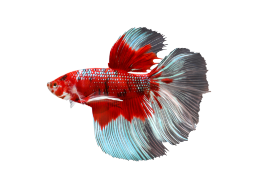 Betta fish, Siamese fighting fish isolated on transparent background.	