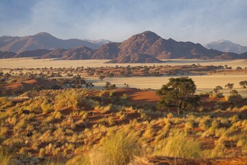 The red, windswept sand of Sossusvlei in the Namib Desert, Namibia, where vegetation has adapted to...