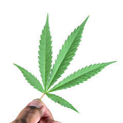 5-lobed cannabis leaf 