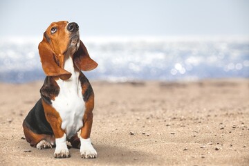 Charming cute puppy dog pet on the beach - obrazy, fototapety, plakaty