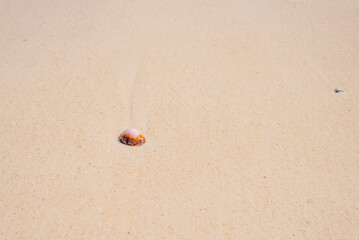 A small seashell on the beach in Seychelles