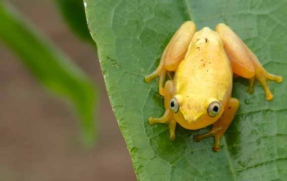 Heterixalus Images Browse 54 Stock Photos, Vectors, and Video Adobe