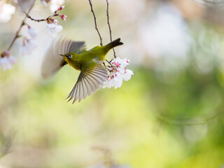 桜からのメジロの飛び出し