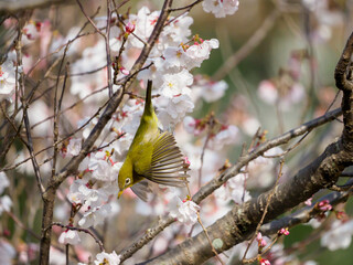 桜とメジロ