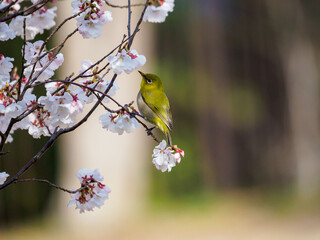 桜とメジロ