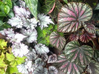 Multicolored different variety of begonia leaves