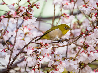 桜とメジロ