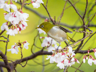 桜とメジロ