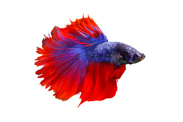 Betta fish, Siamese fighting fish isolated on transparent background.