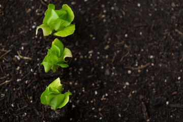 Romaine lettuce seedlings row on the ground. green vegetables seedling.Gardening and agriculture. Lettuce plant set on the ground close-up.Growing pure bio vegetables in your own garden.