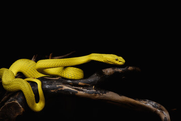 Yellow insularis snake