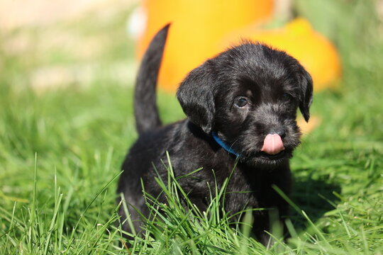 black labrador puppy