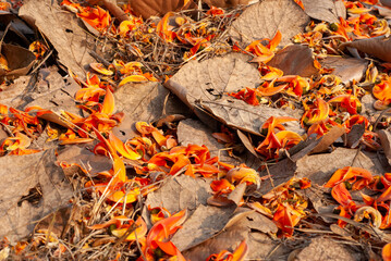 The blossoms of the Bengal kino plant (scientific name: Butea monosperm) that fall on the ground