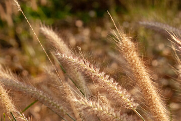 Beautiful background from the flowers of the grass beside the road.