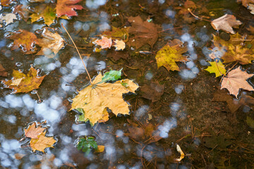 Blätter eines Spitzahorn in einer Pfütze bei nassem Herbstwetter